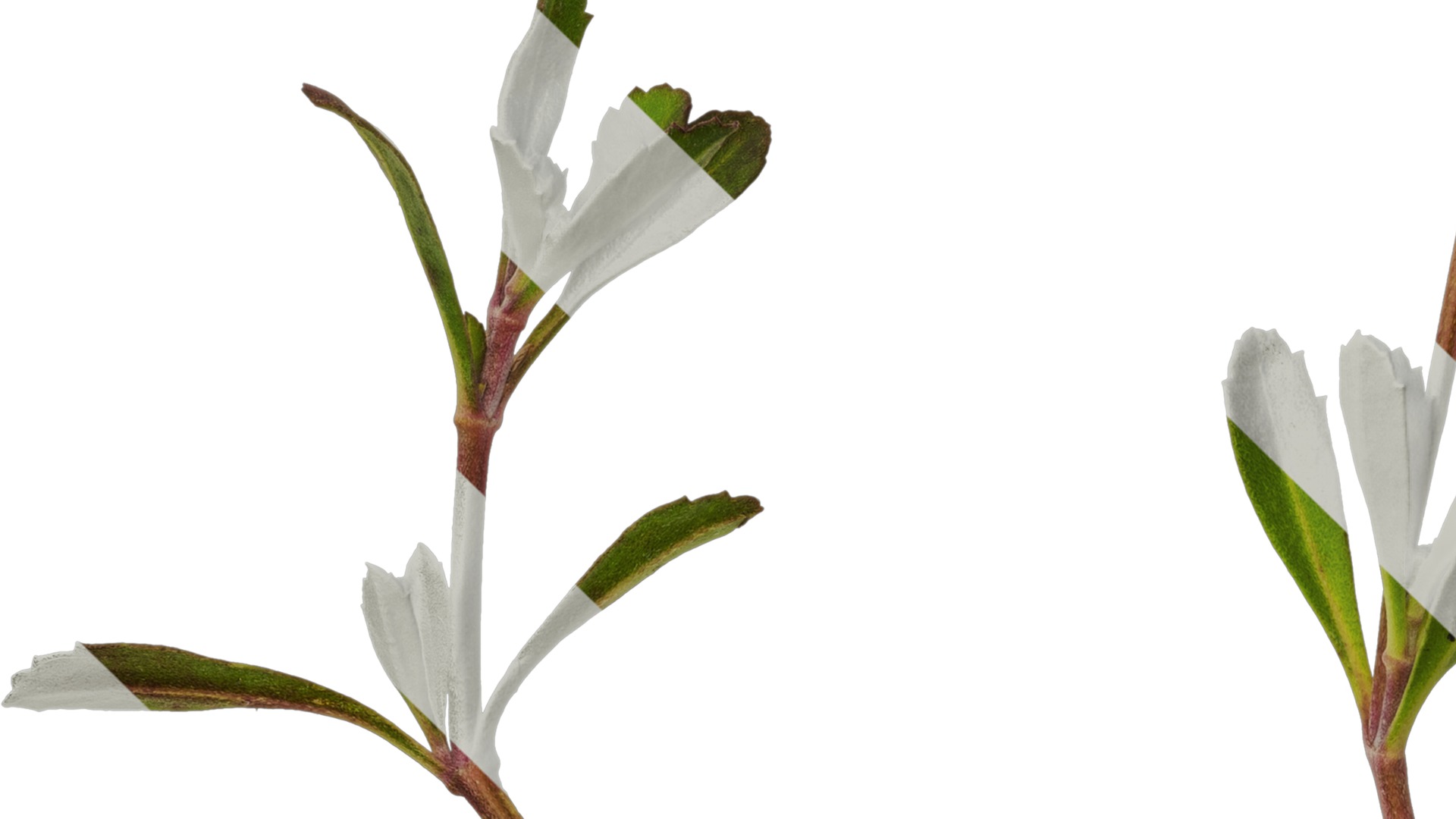 Anydrafts Phyla canescens Atlas 01 Texture_5