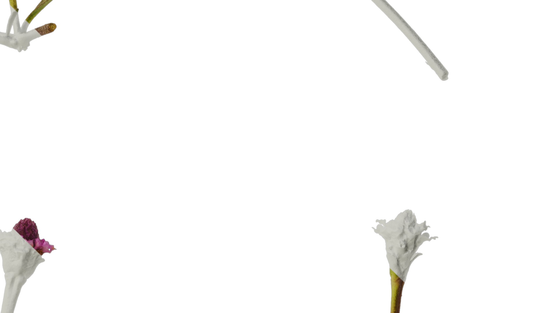 Anydrafts Phyla canescens Atlas 01 Texture_4