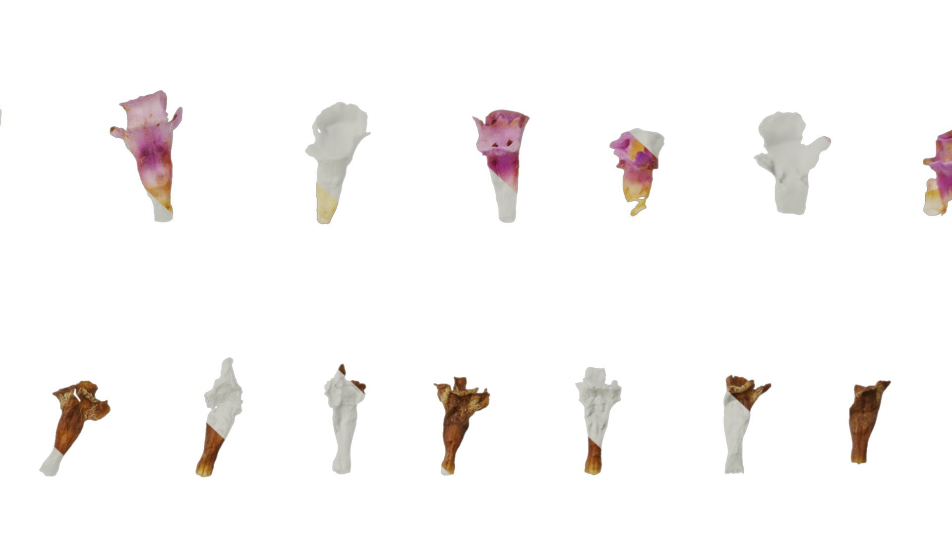 Anydrafts Phyla canescens Flower 01 Texture_7