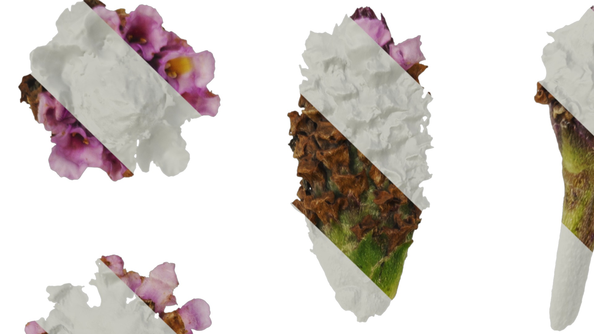 Anydrafts Phyla canescens Flower 01 Texture_1