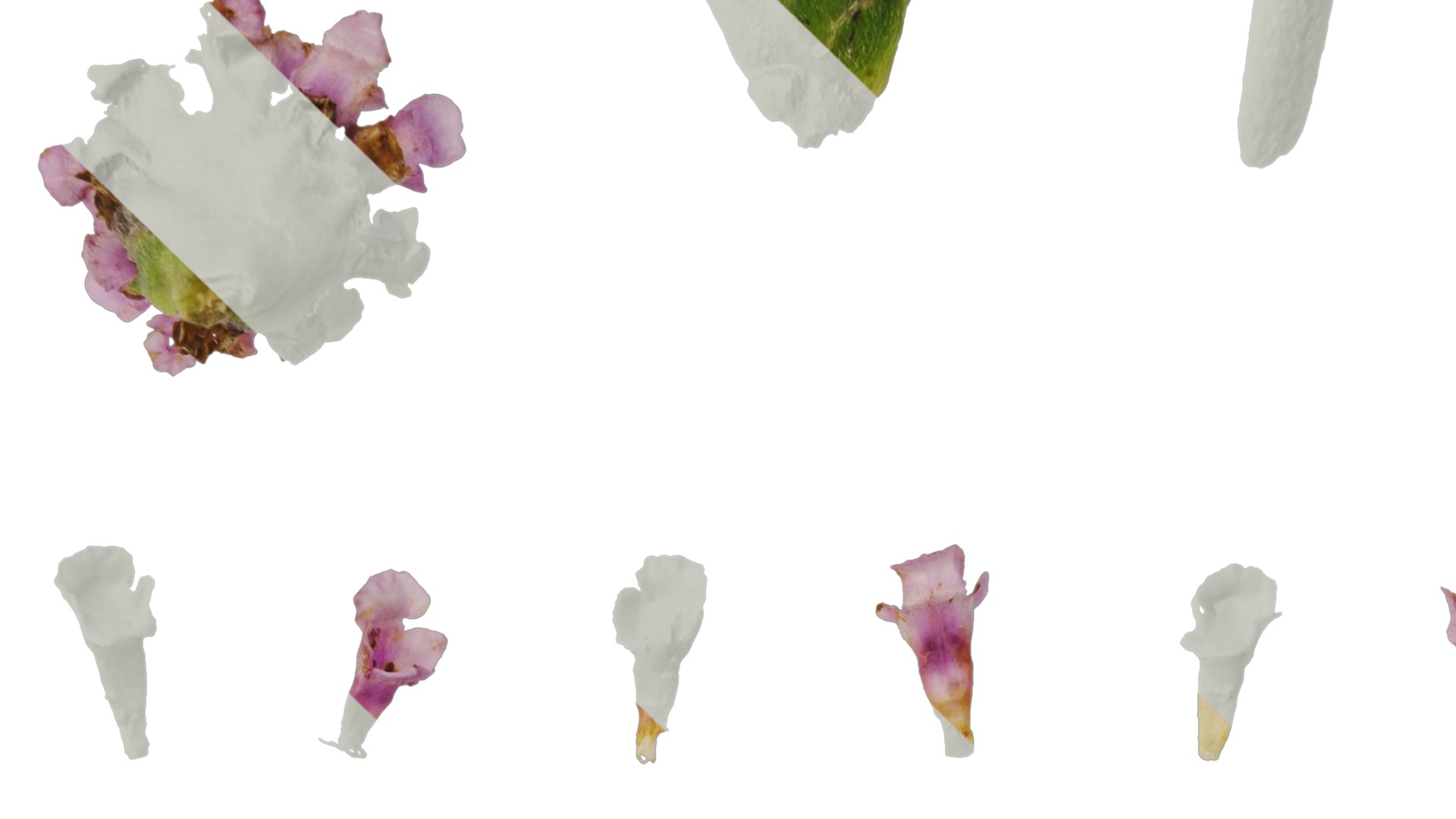 Anydrafts Phyla canescens Flower 01 Texture_3