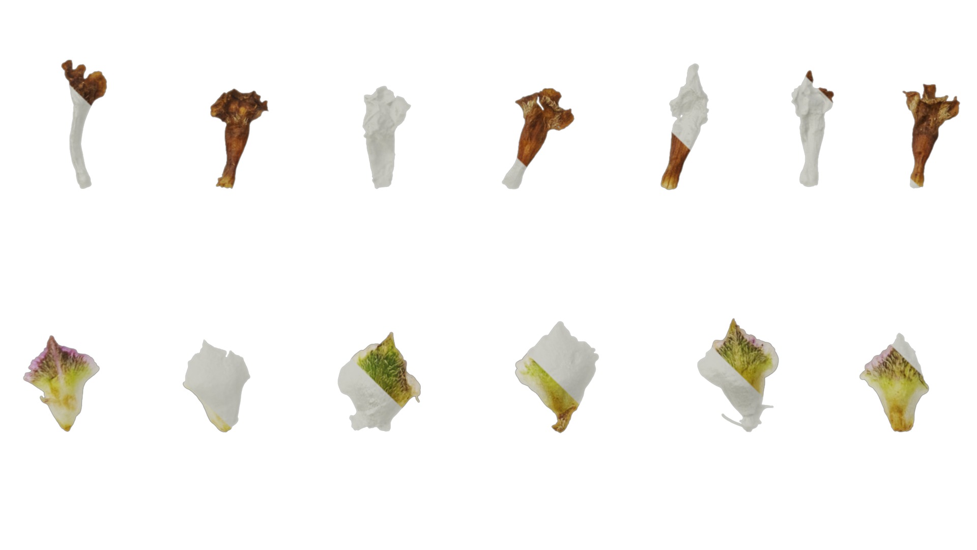 Anydrafts Phyla canescens Flower 01 Texture_5