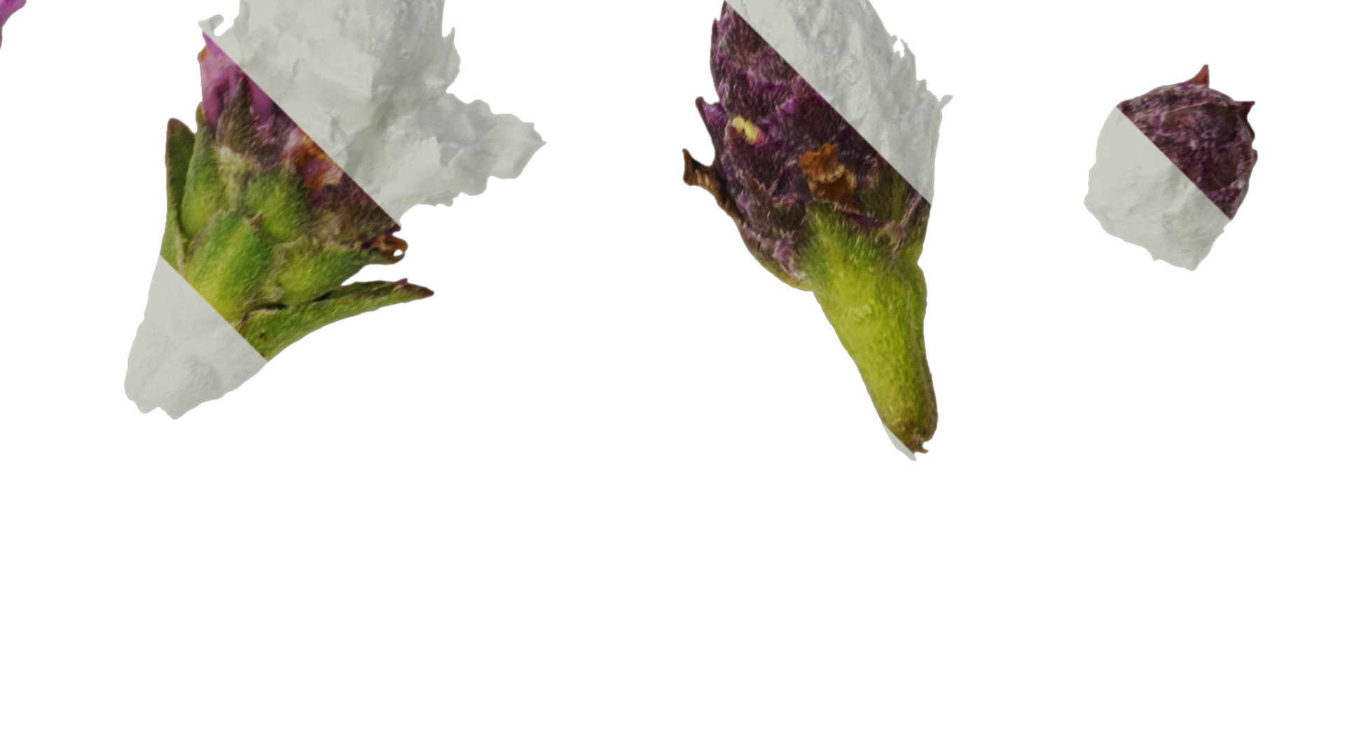 Anydrafts Phyla canescens Flower 01 Texture_2