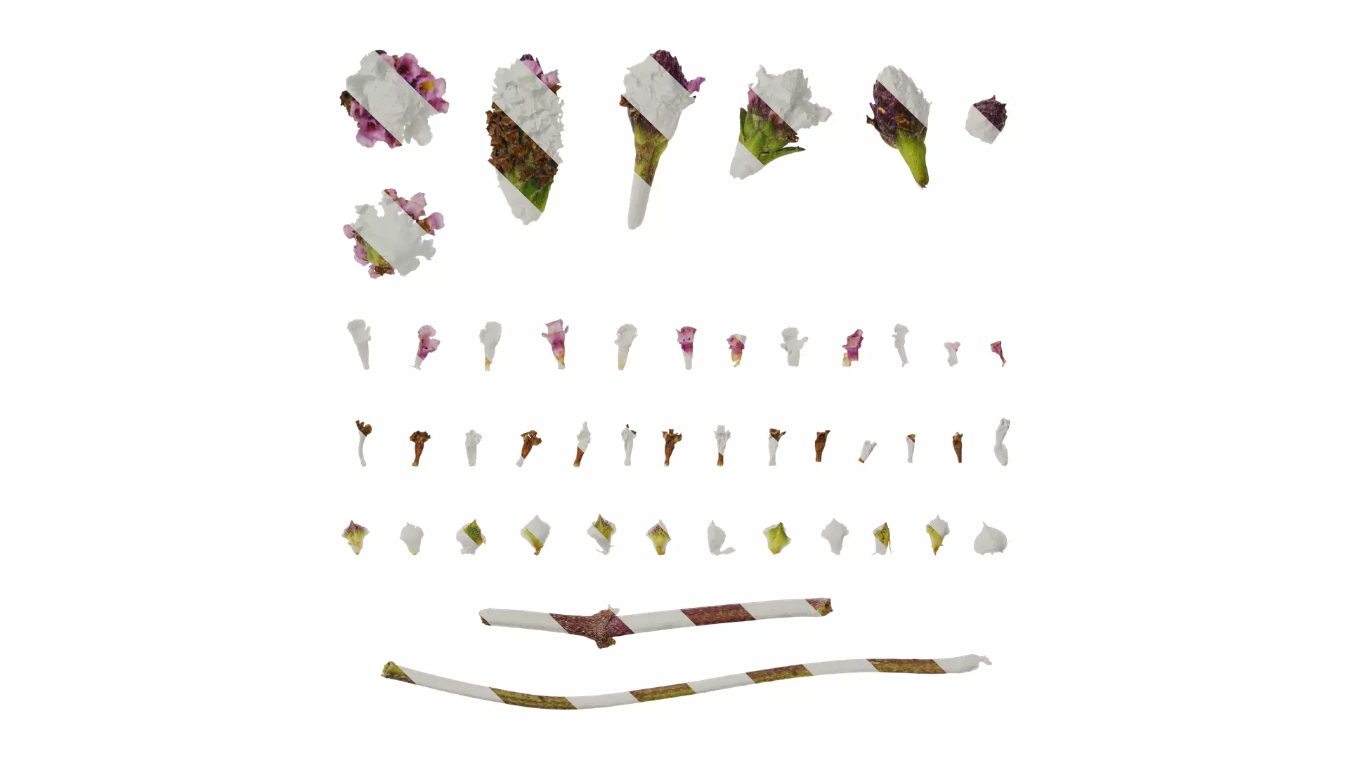 Anydrafts Phyla canescens Flower 01 Texture_0