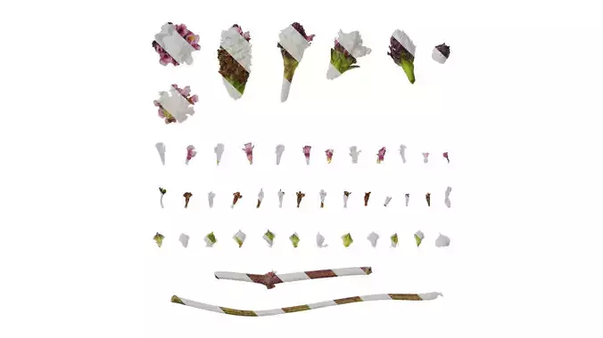 Anydrafts Phyla canescens Flower 01