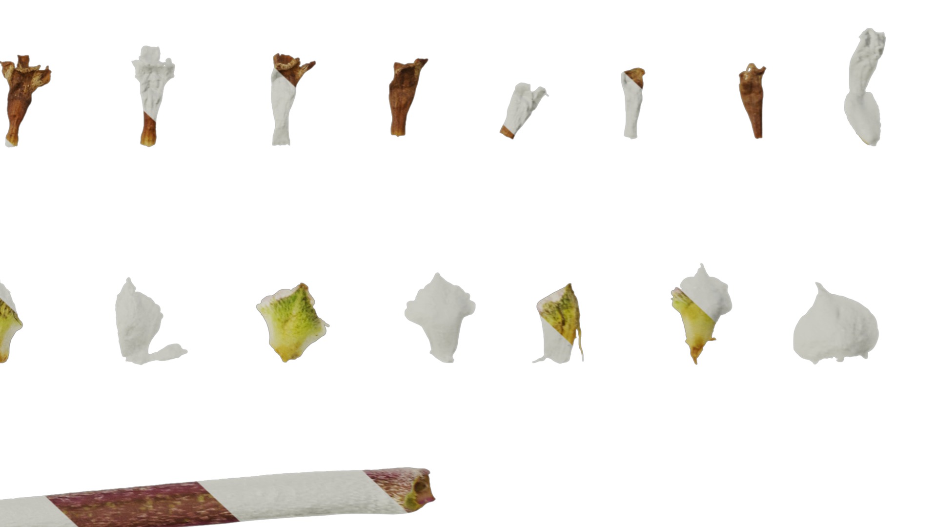 Anydrafts Phyla canescens Flower 01 Texture_6