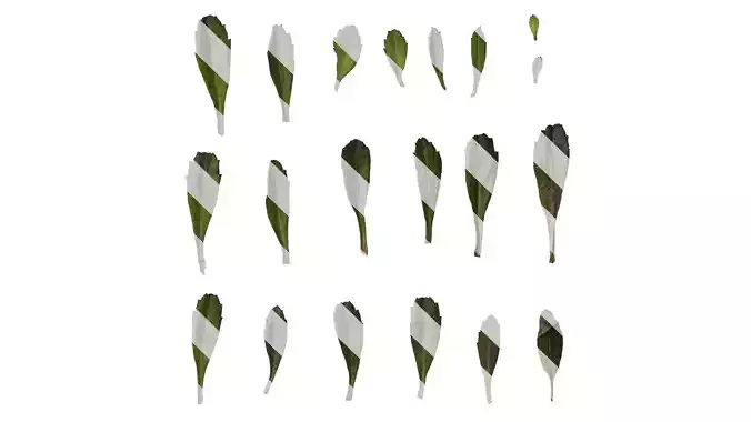 Anydrafts Phyla canescens Leaf 01