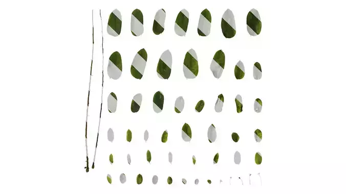 Anydrafts Phyllanthus urinaria Atlas 02