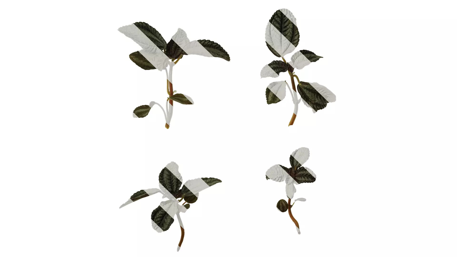 Anydrafts Pilea ovalis norfolk Atlas 01 Texture