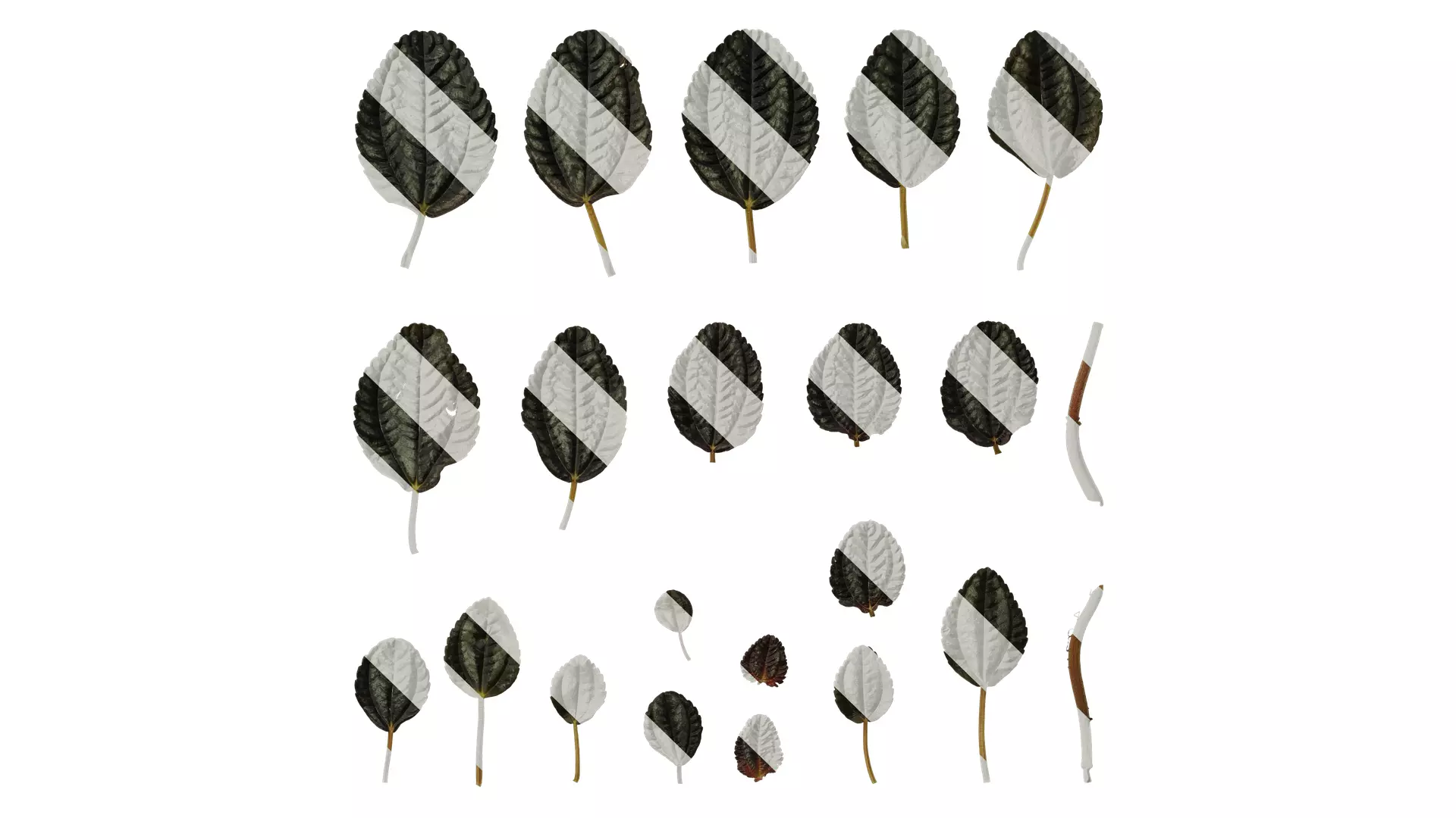 Anydrafts Pilea ovalis norfolk Leaf 01 F Texture