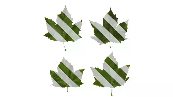 Anydrafts Platanus x acerifolia Leaf 08