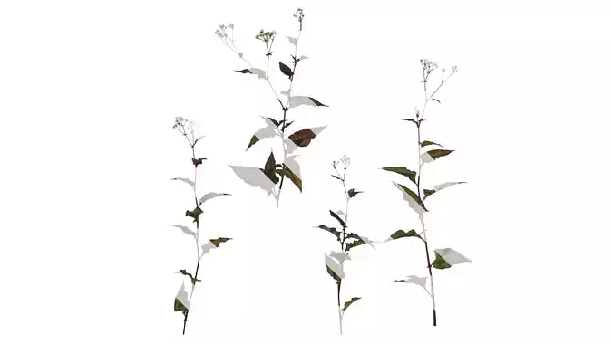 Anydrafts Polygonum microcephalum Atlas 01 Texture