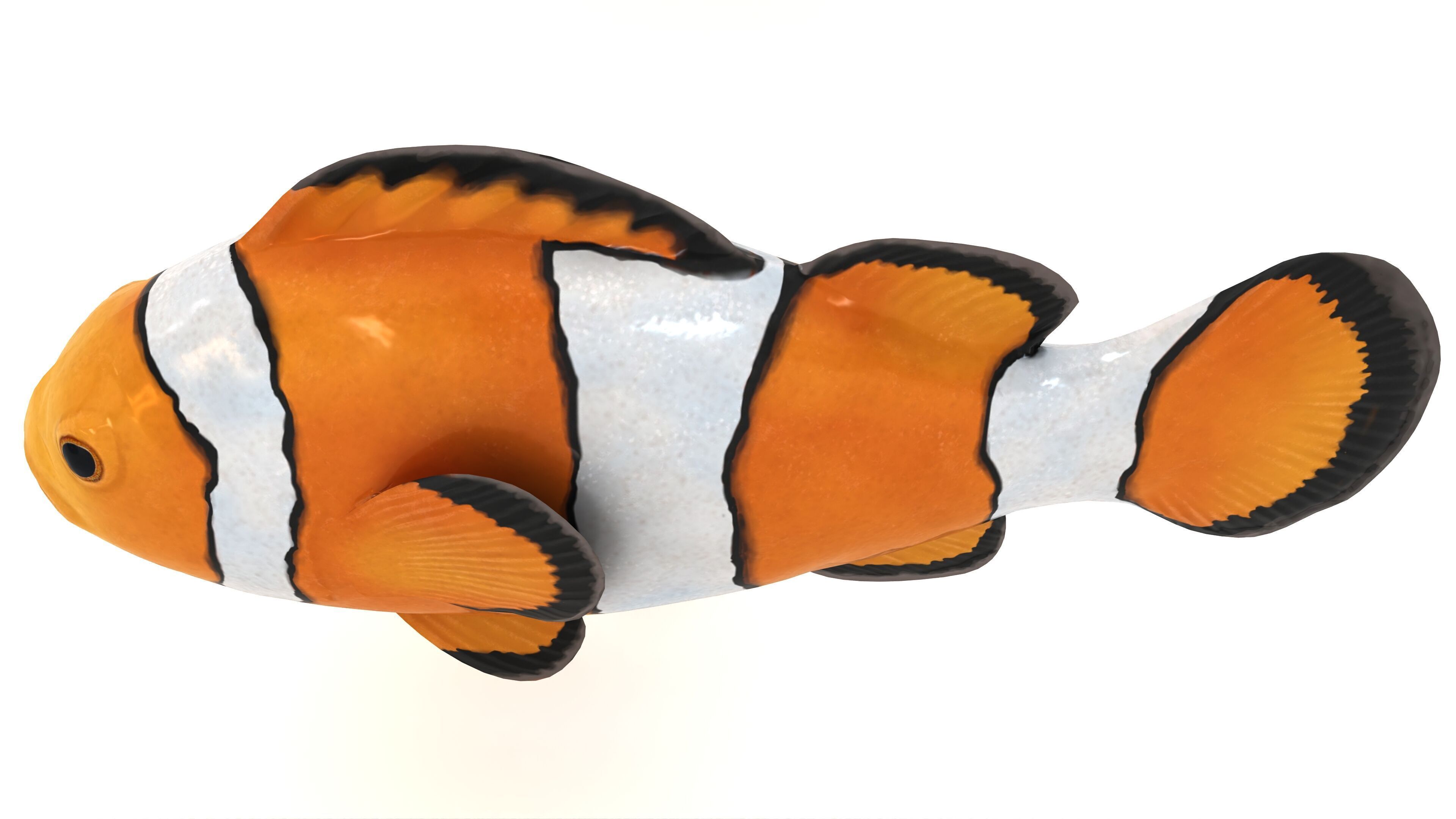 Clown Fish 3D model_4
