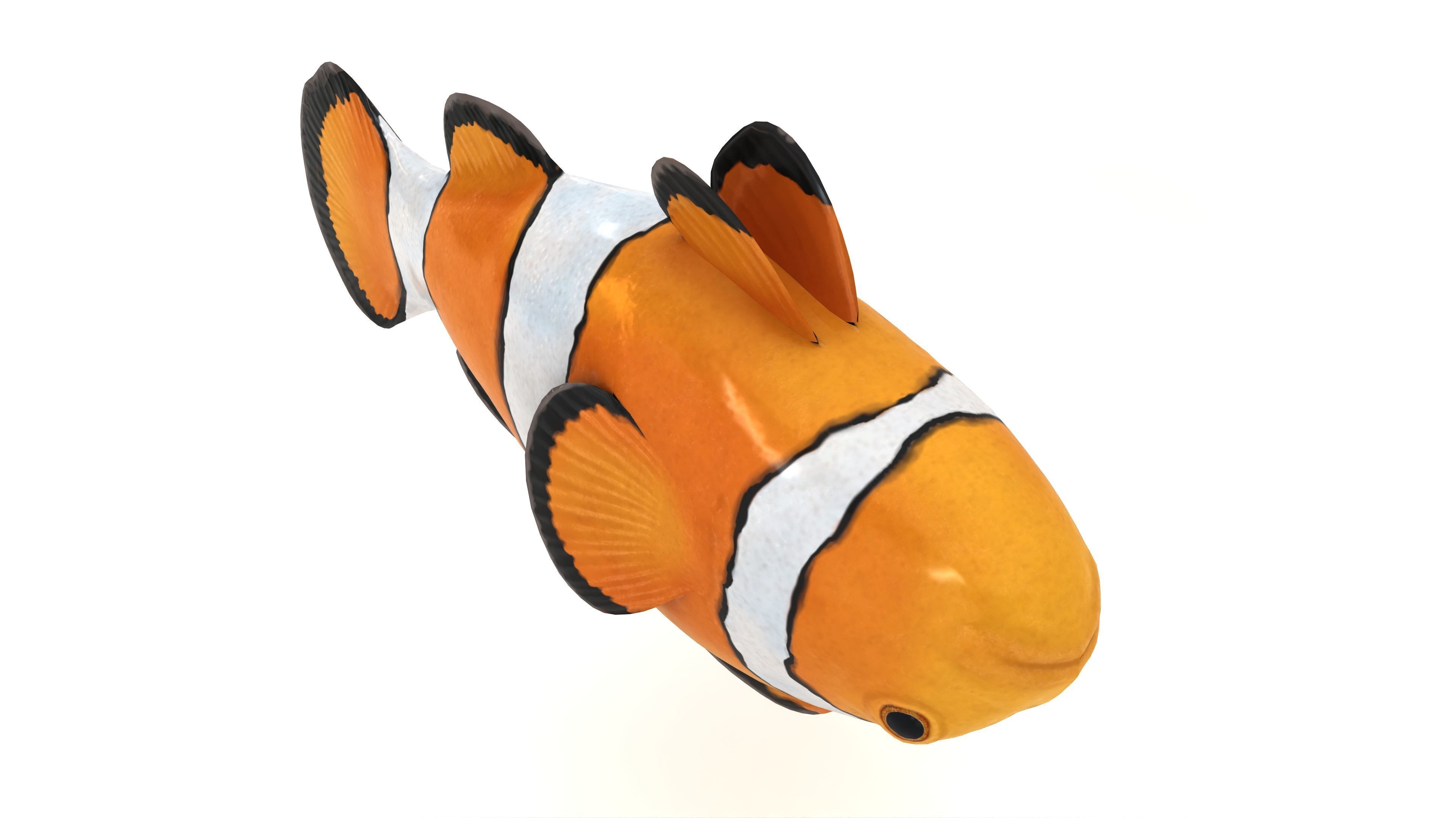 Clown Fish 3D model_3
