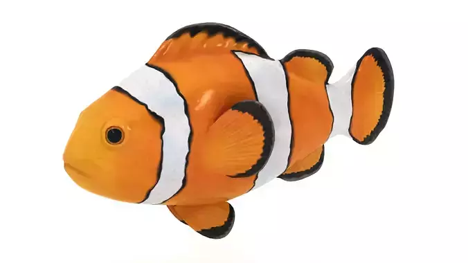  Clown Fish