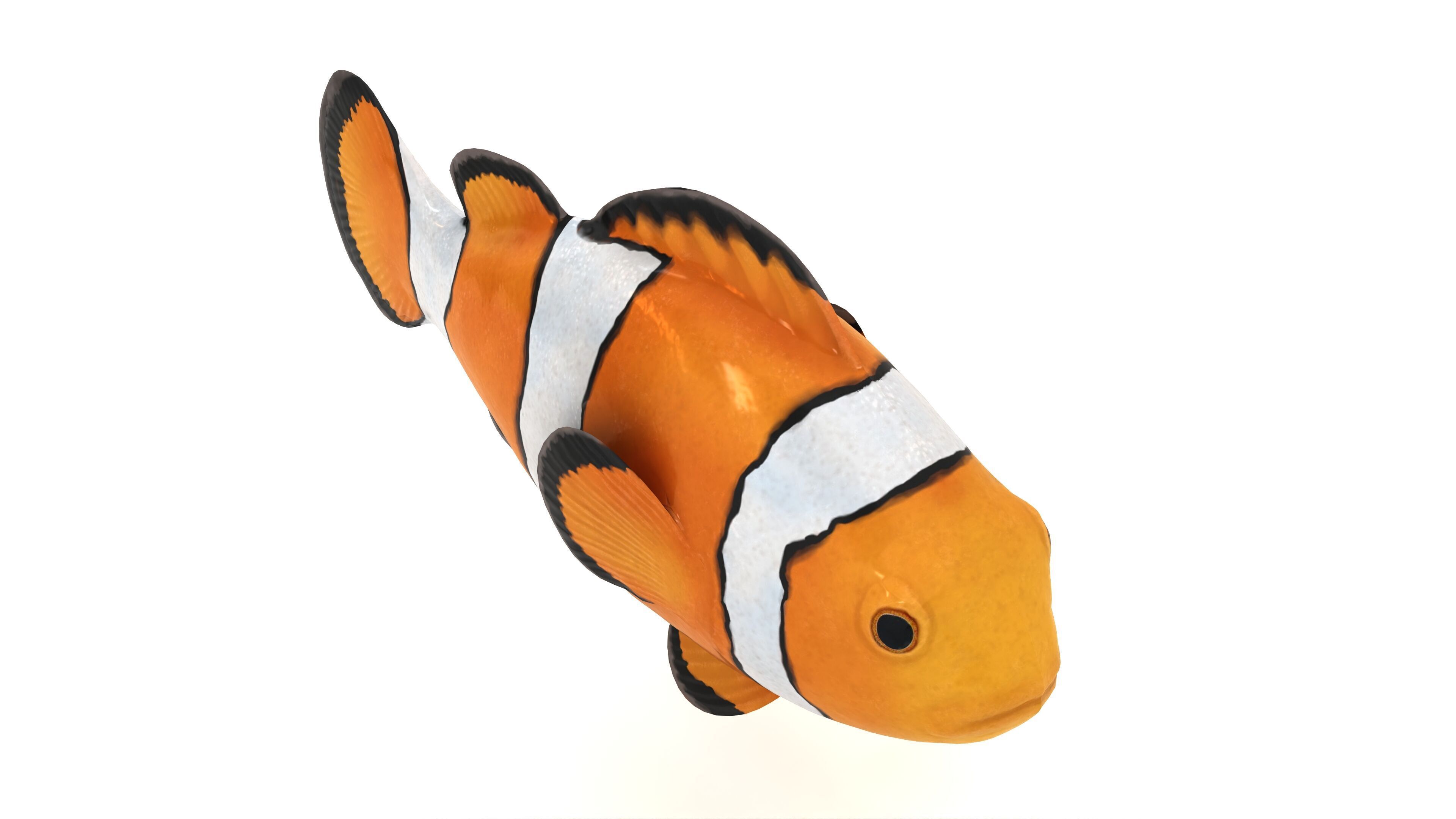 Clown Fish 3D model_2