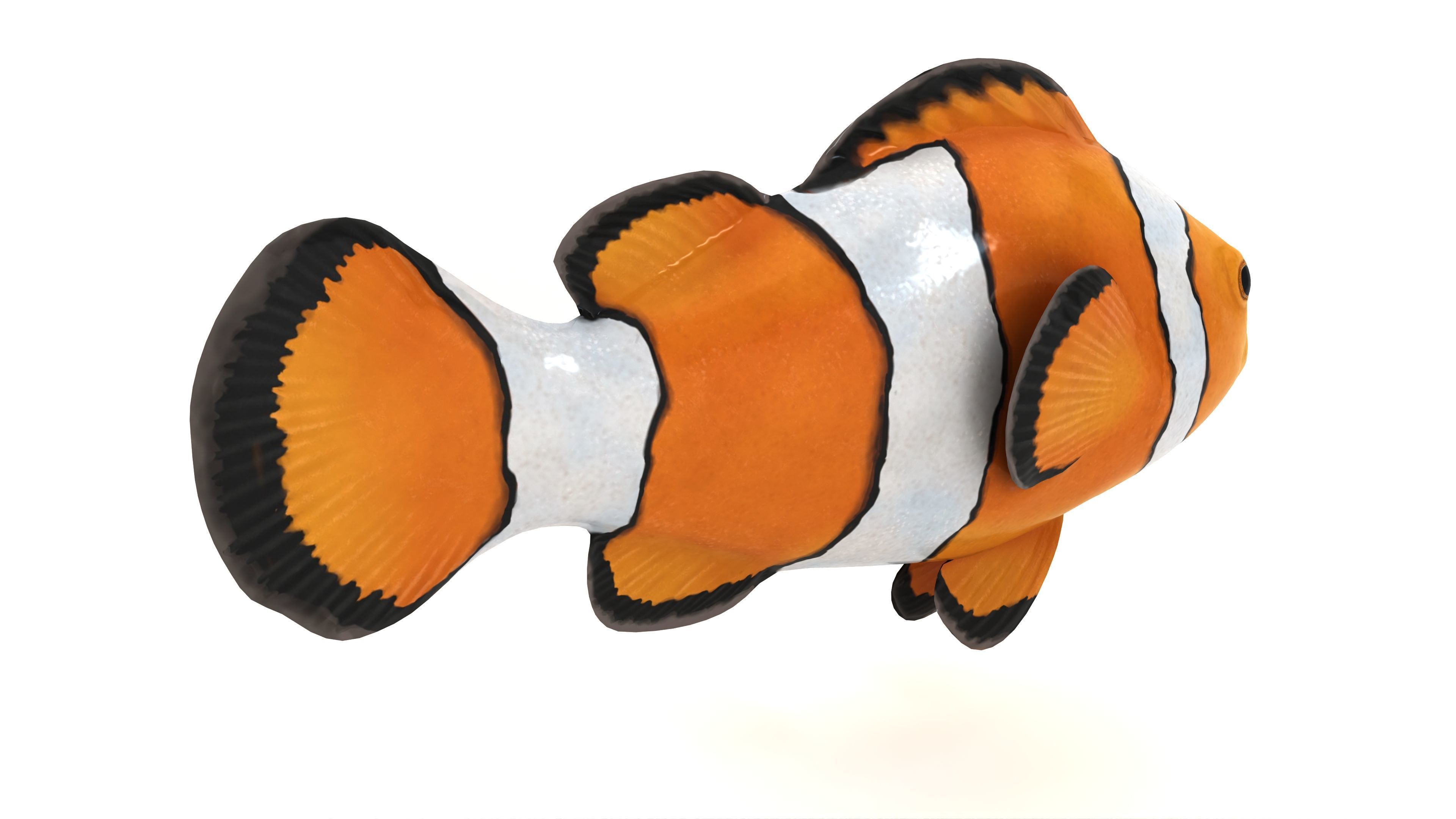 Clown Fish 3D model_1