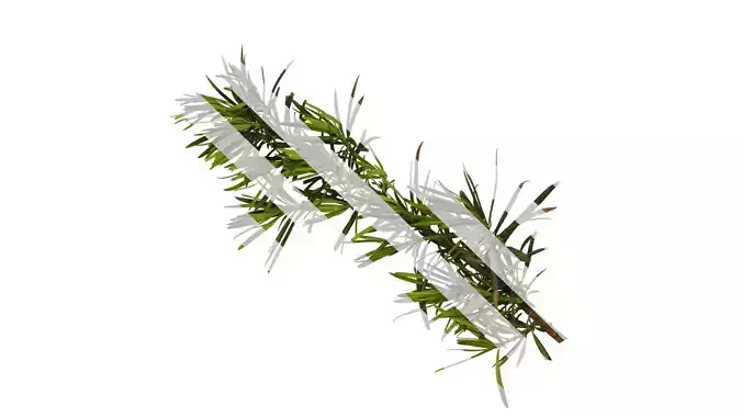 Anydrafts Podocarpus macrophyllus Atlas 08