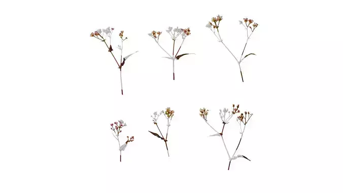Anydrafts Polygonum microcephalum Atlas 02 Texture