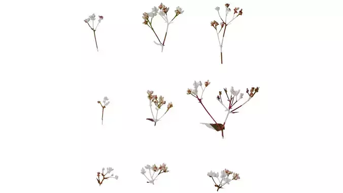 Anydrafts Polygonum microcephalum Atlas 03 Texture