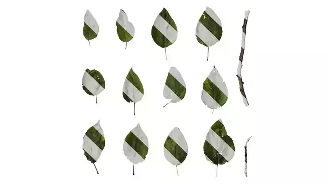 Anydrafts Populus szechuanica Leaf 01