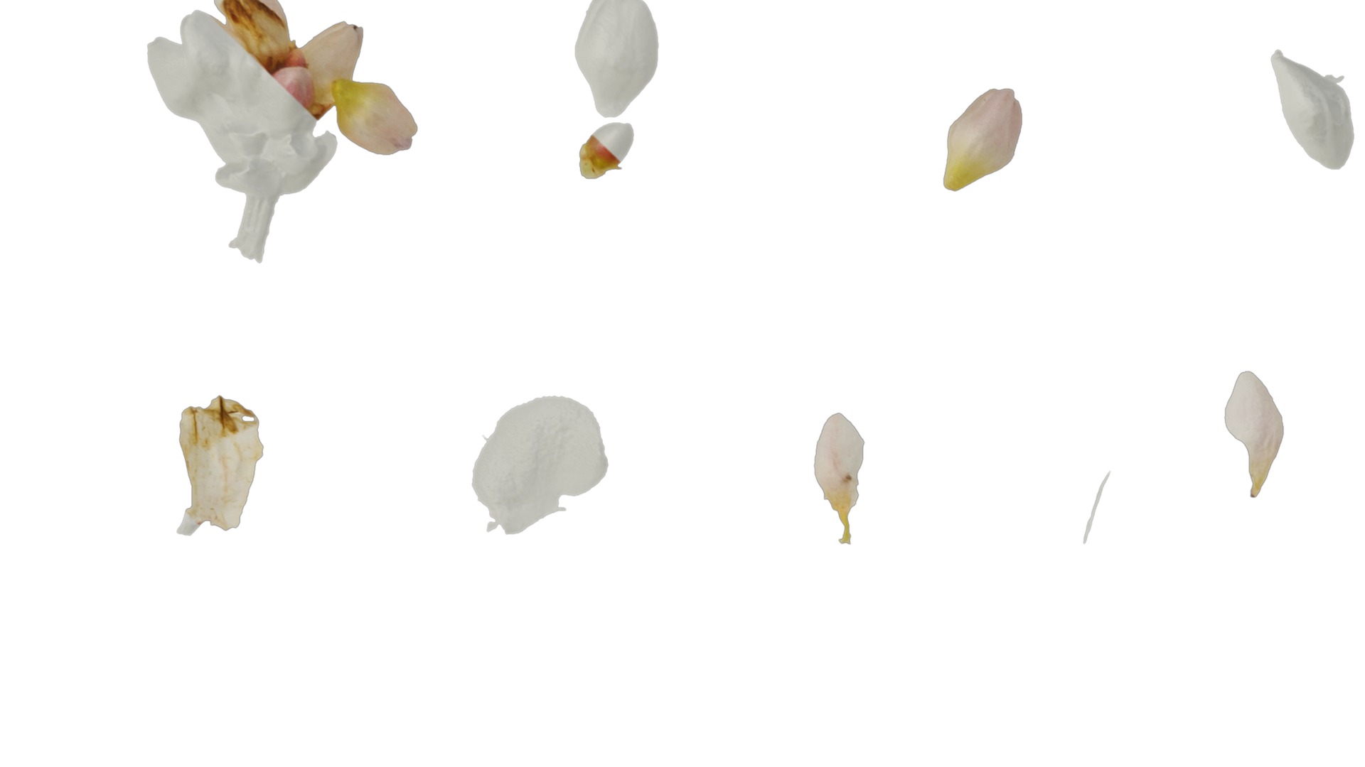 Anydrafts Polygonum microcephalum Atlas 04 Texture_3