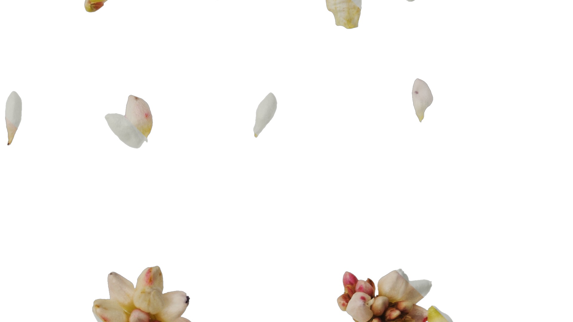 Anydrafts Polygonum microcephalum Atlas 04 Texture_4