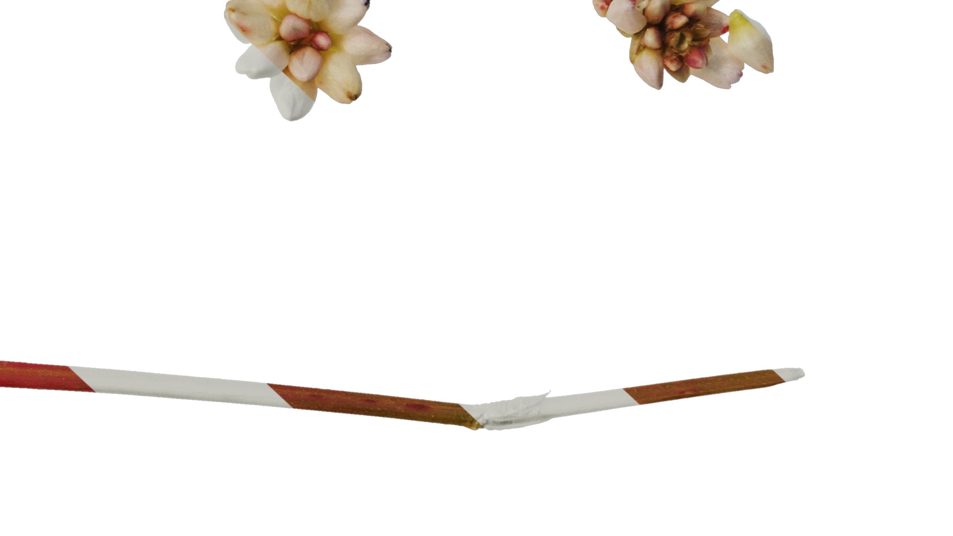 Anydrafts Polygonum microcephalum Atlas 04 Texture_6