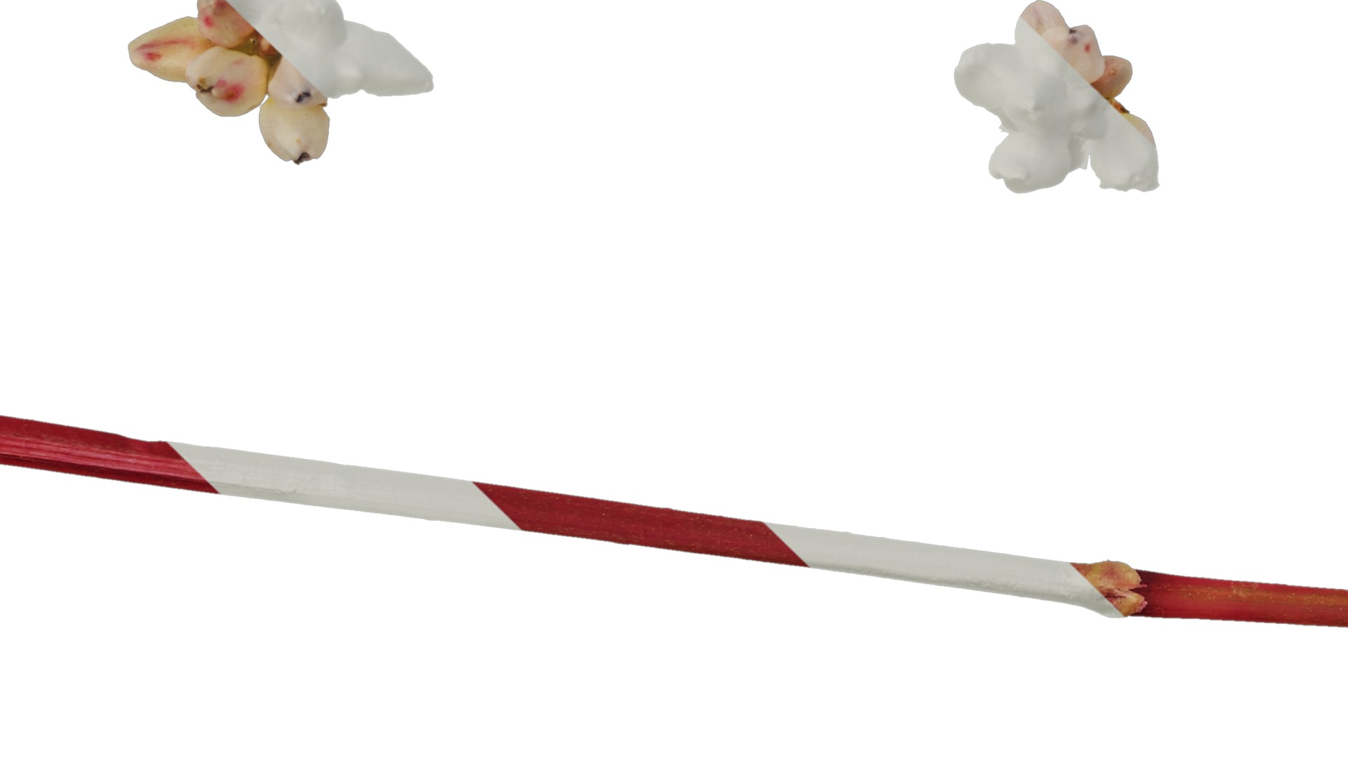 Anydrafts Polygonum microcephalum Atlas 04 Texture_5