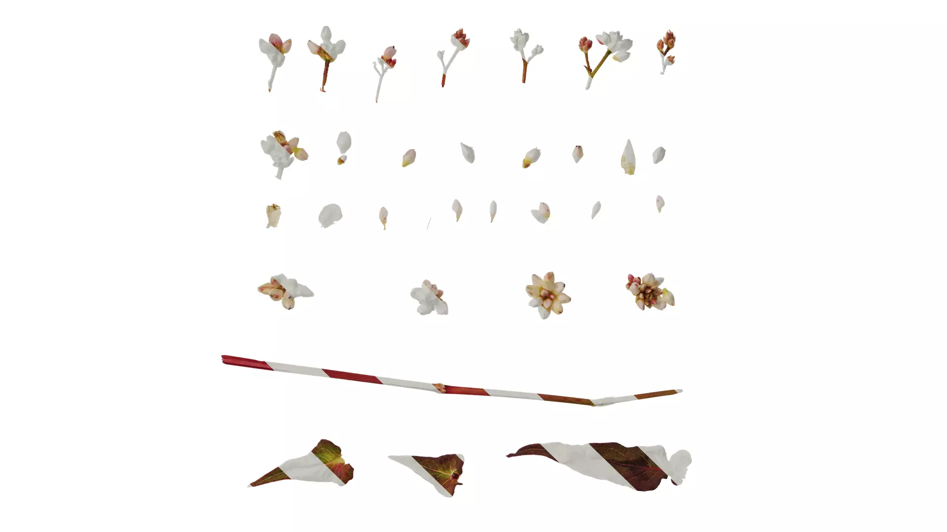 Anydrafts Polygonum microcephalum Atlas 04 Texture_0