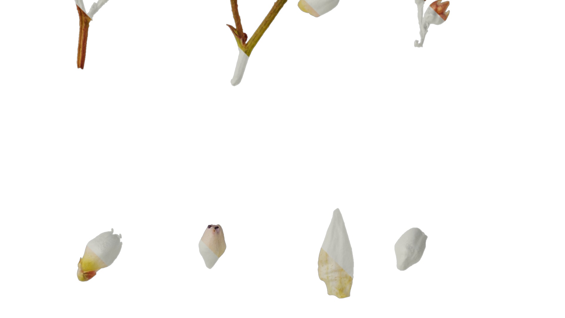 Anydrafts Polygonum microcephalum Atlas 04 Texture_2