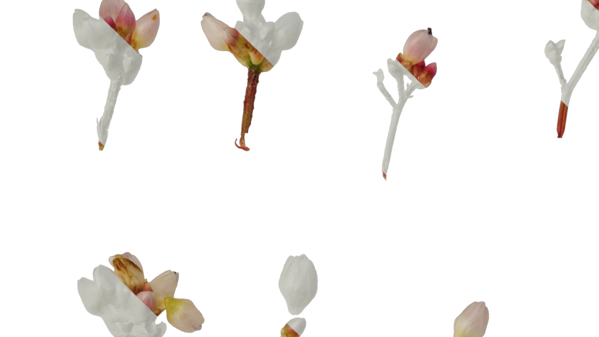 Anydrafts Polygonum microcephalum Atlas 04 Texture_1