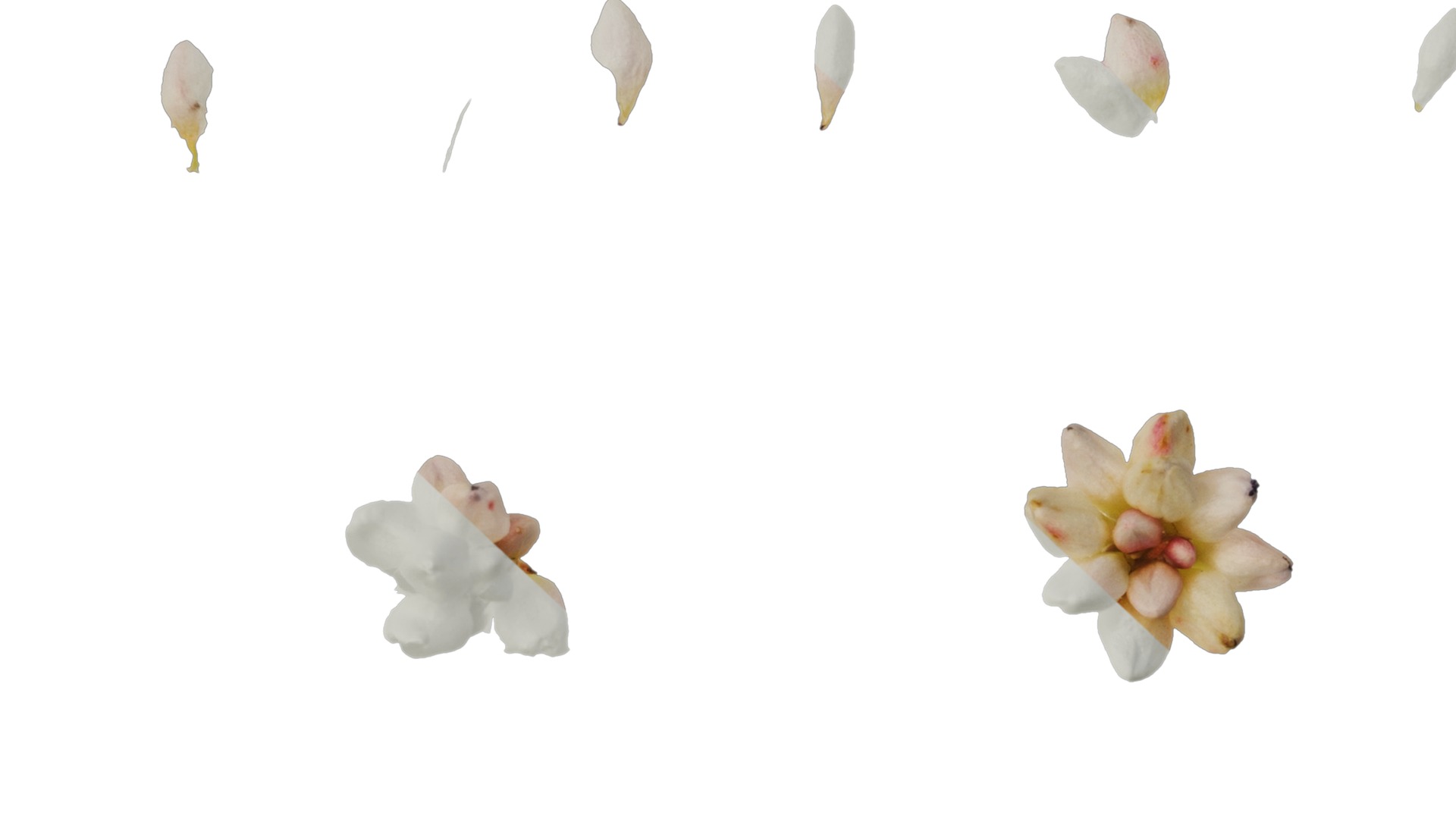 Anydrafts Polygonum microcephalum Atlas 04 Texture_7