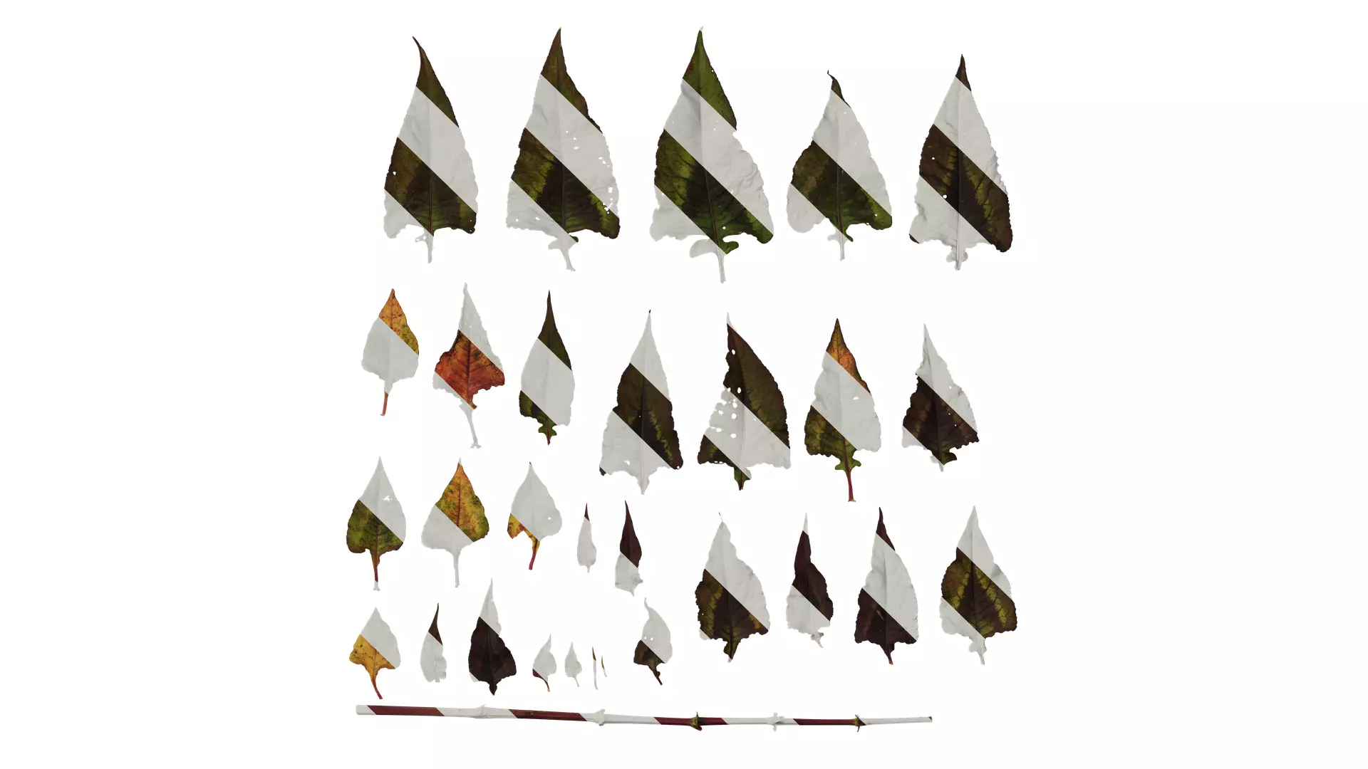 Anydrafts Polygonum microcephalum Leaf 01 Texture