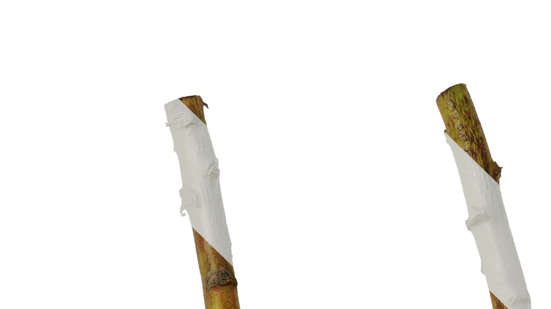 Anydrafts Protea cynaroides Stem 01 Texture_1