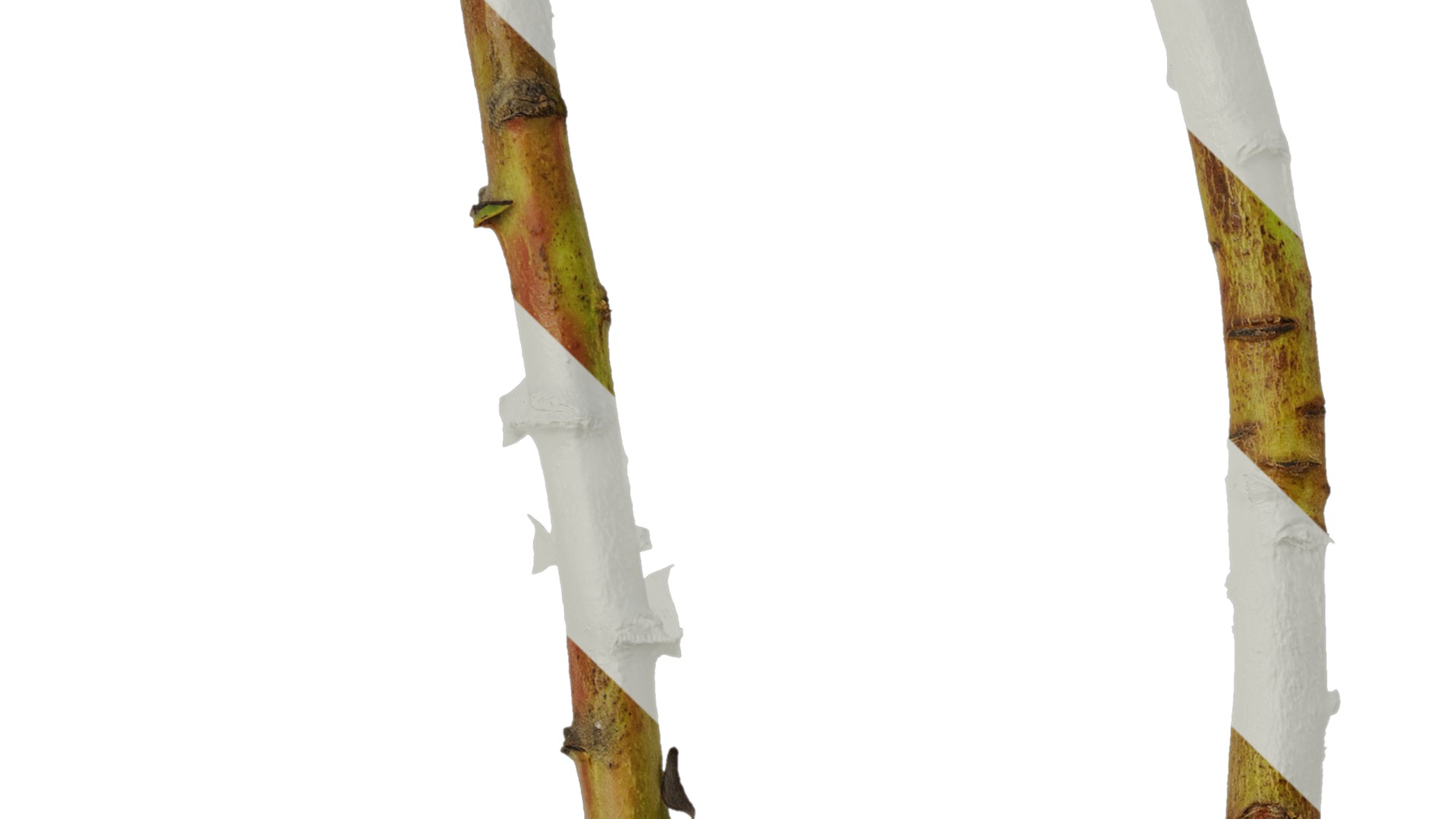 Anydrafts Protea cynaroides Stem 01 Texture_3