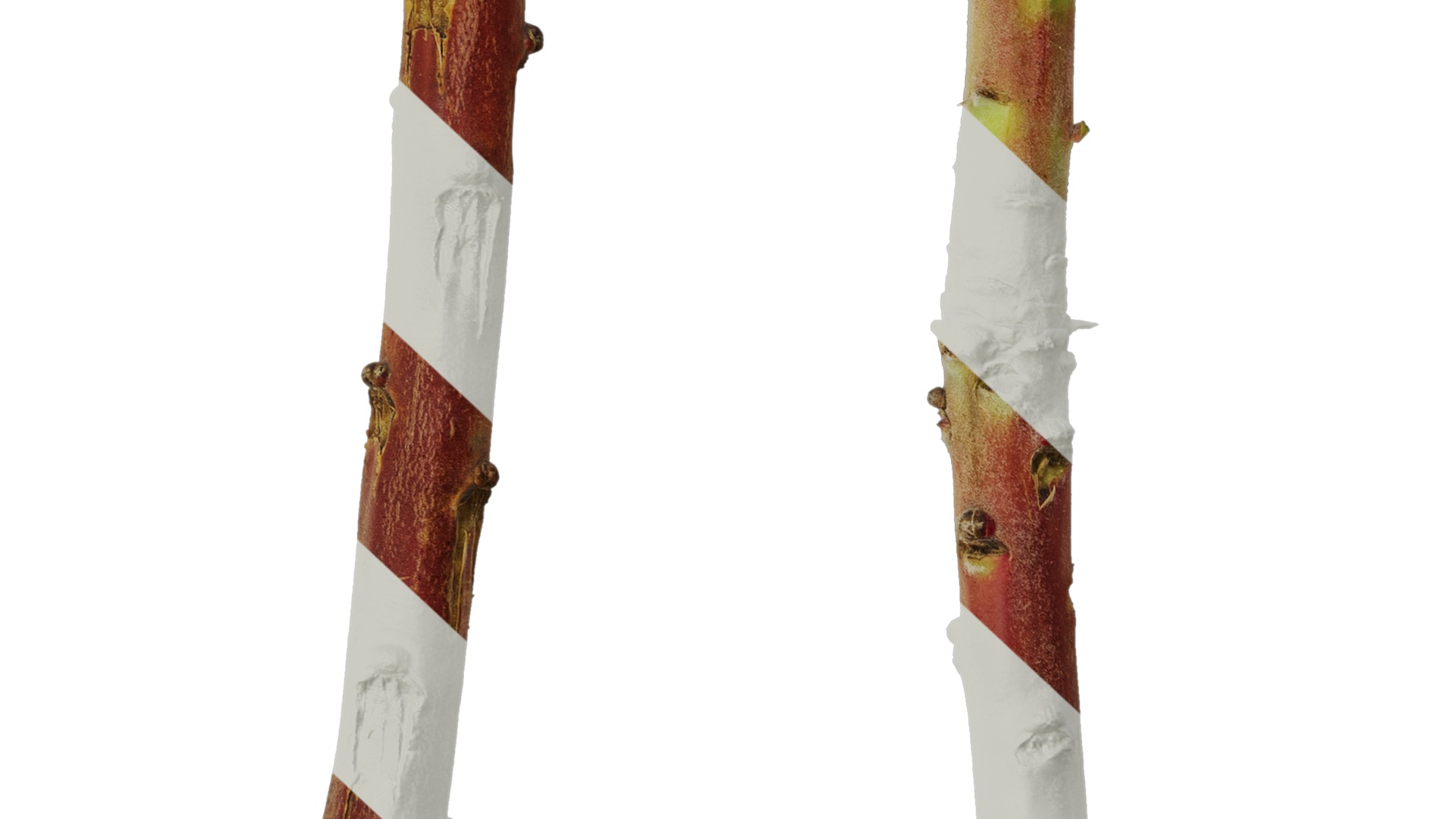 Anydrafts Protea cynaroides Stem 01 Texture_6