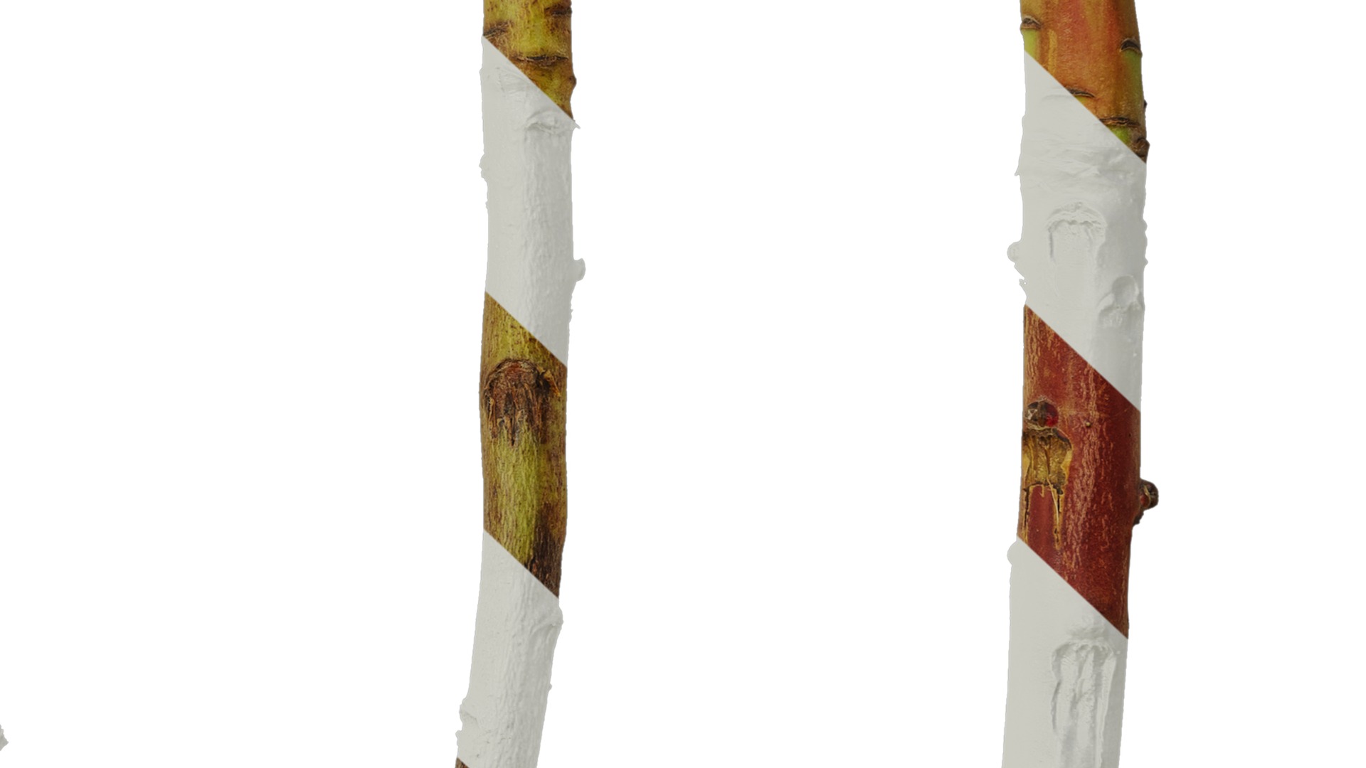 Anydrafts Protea cynaroides Stem 01 Texture_7