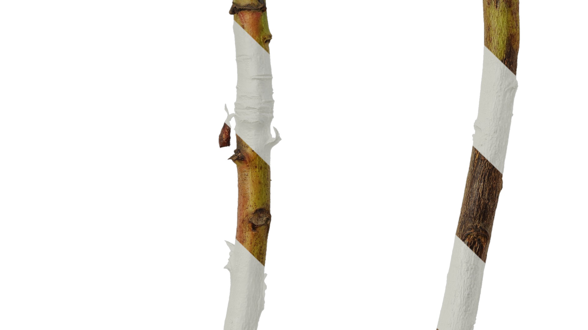 Anydrafts Protea cynaroides Stem 01 Texture_5