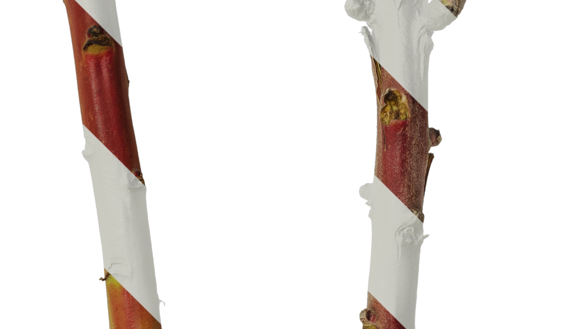 Anydrafts Protea cynaroides Stem 01 Texture_2