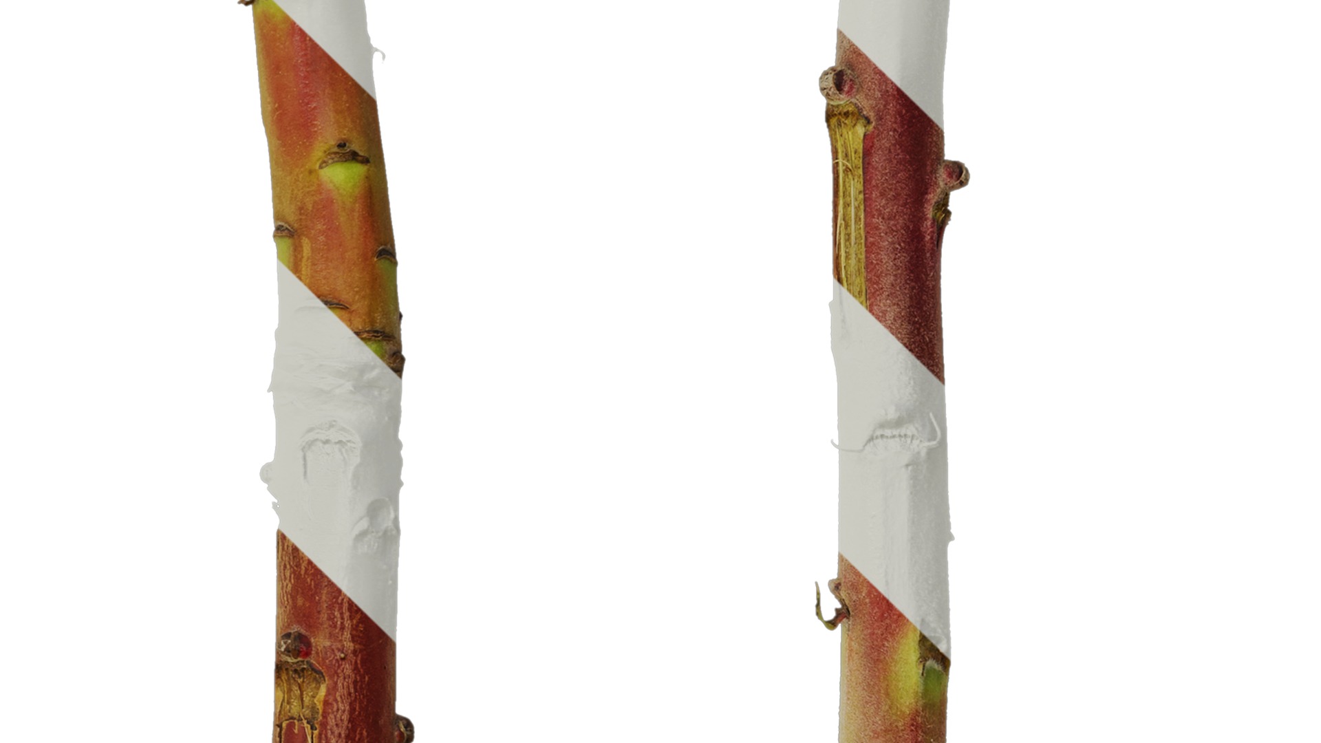 Anydrafts Protea cynaroides Stem 01 Texture_4