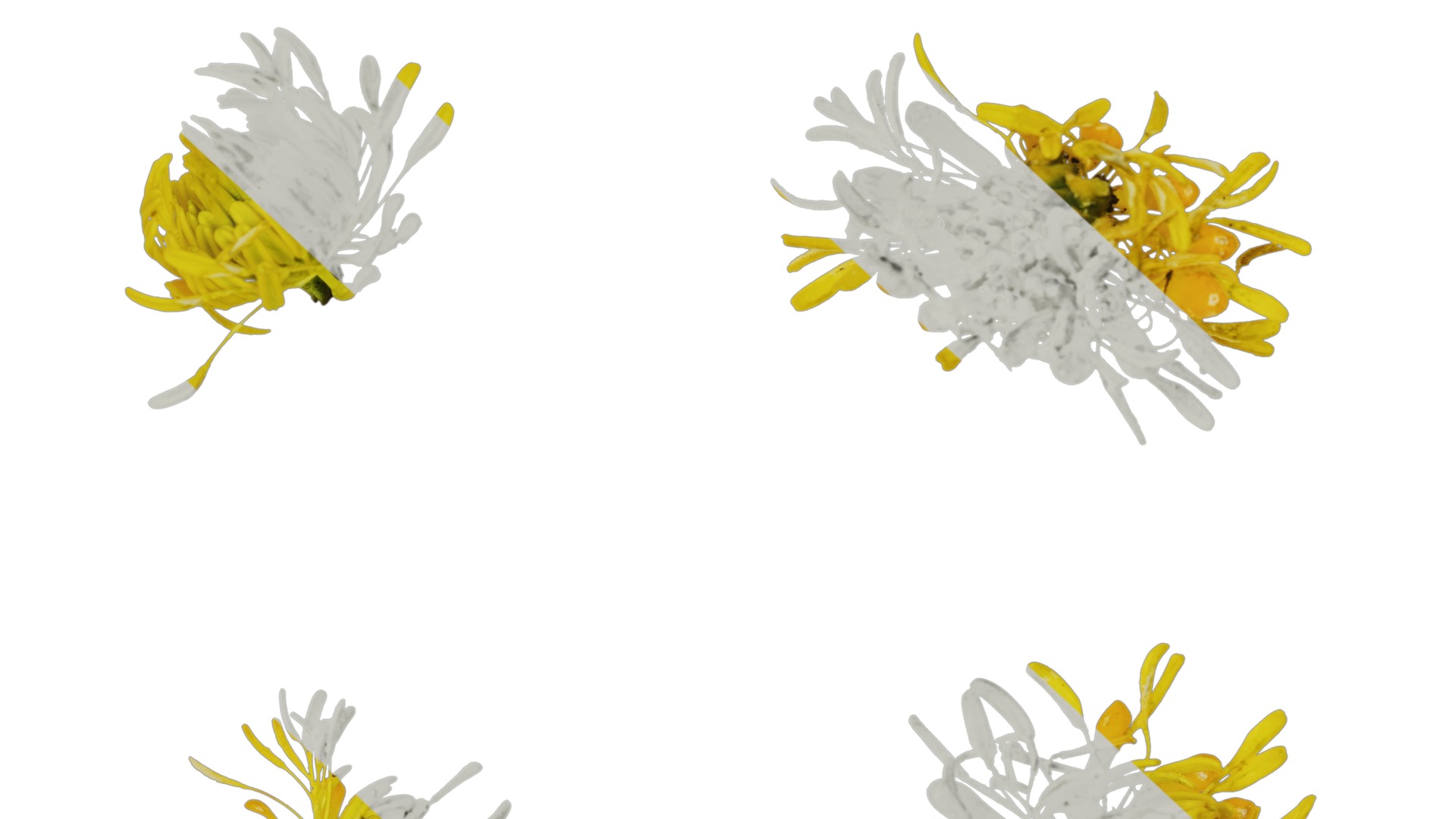 Anydrafts Ranunculus repens Flower 01 Texture_6