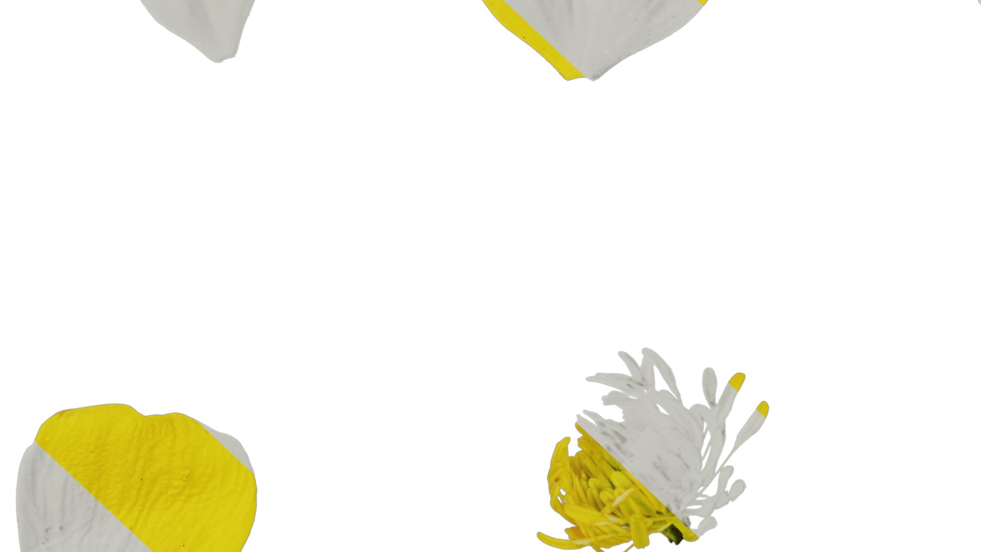 Anydrafts Ranunculus repens Flower 01 Texture_7