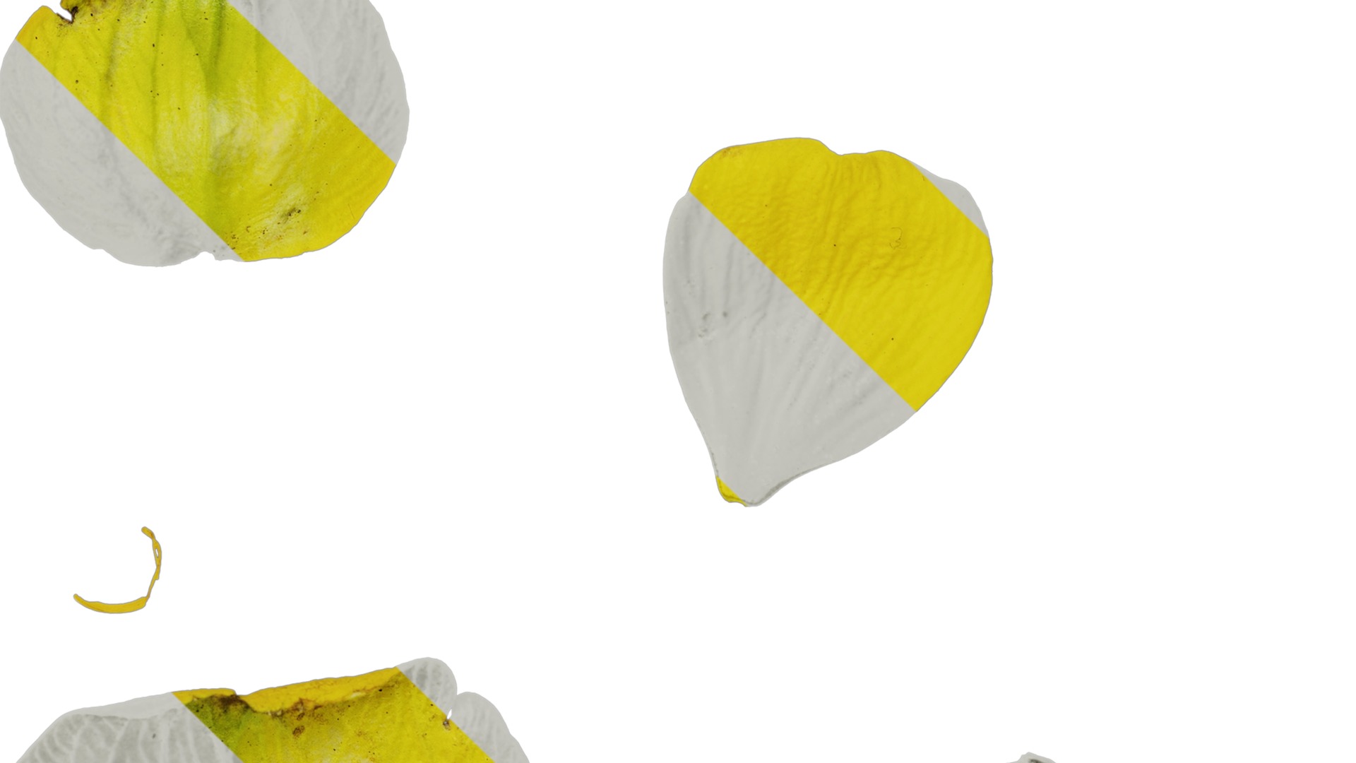 Anydrafts Ranunculus repens Flower 01 Texture_5