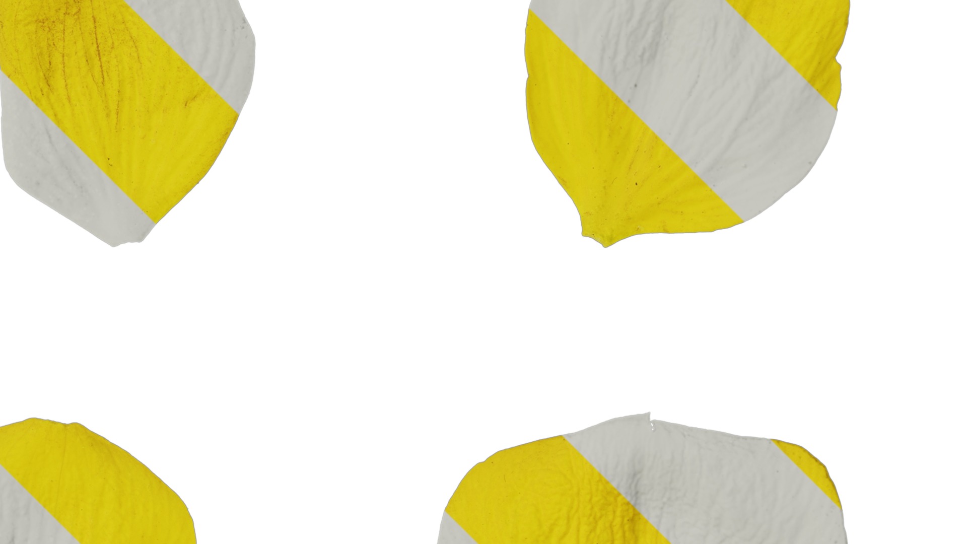 Anydrafts Ranunculus repens Flower 01 Texture_2