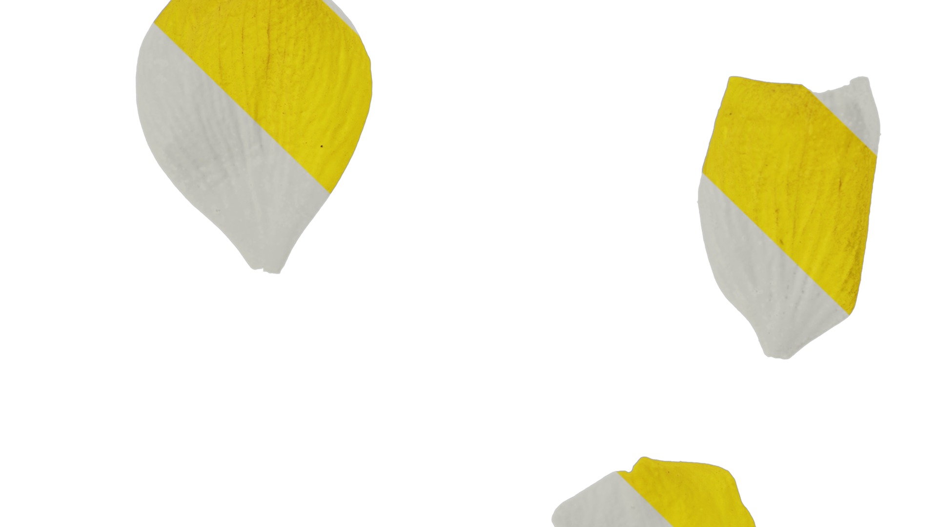 Anydrafts Ranunculus repens Flower 01 Texture_1