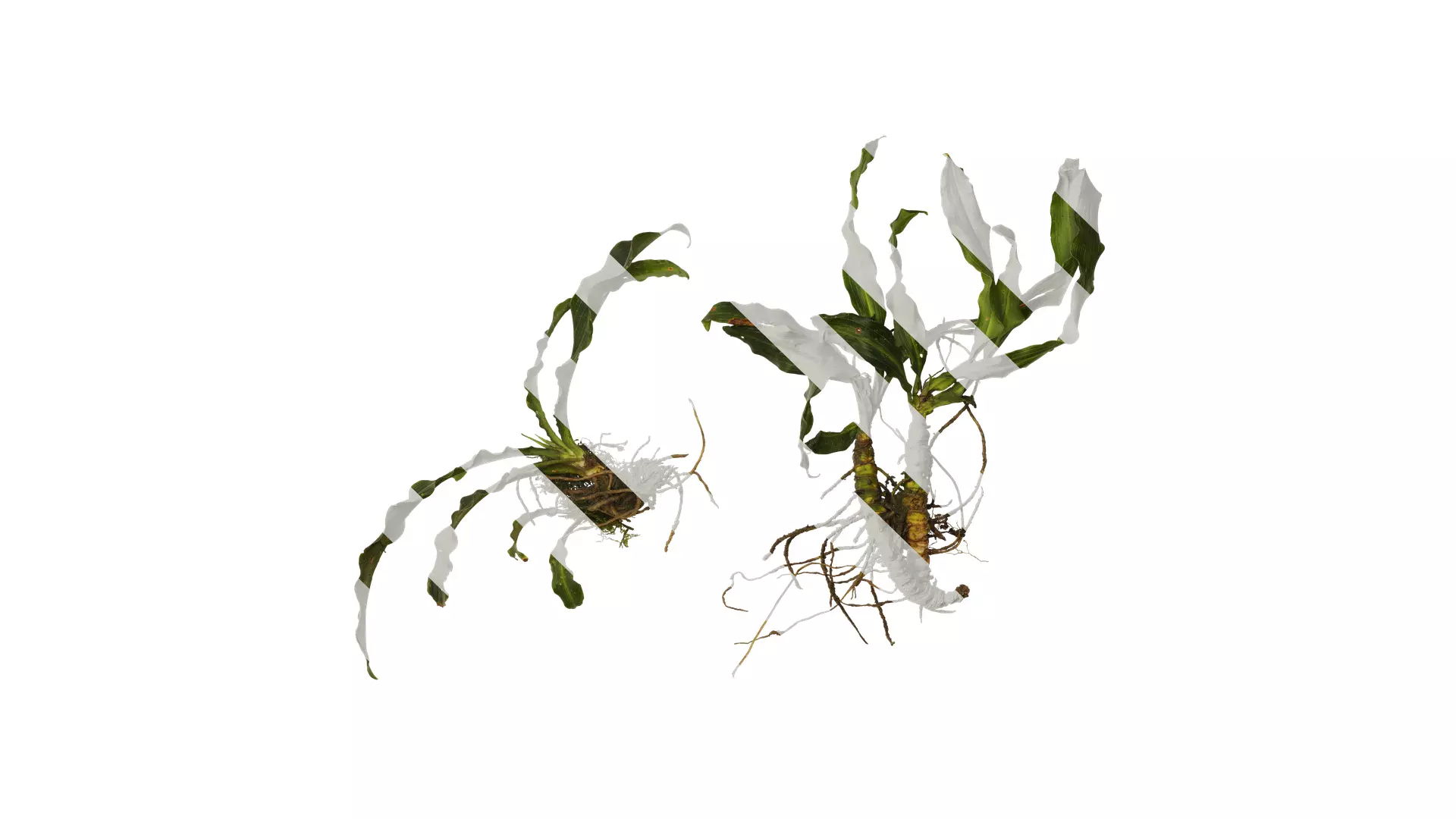 Anydrafts Rohdea japonica Atlas 01 Texture_0