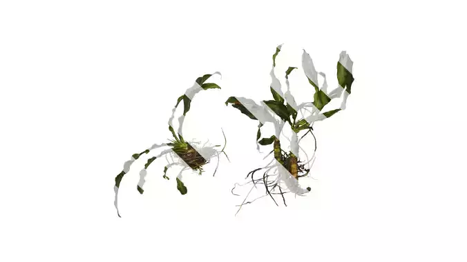 Anydrafts Rohdea japonica Atlas 01