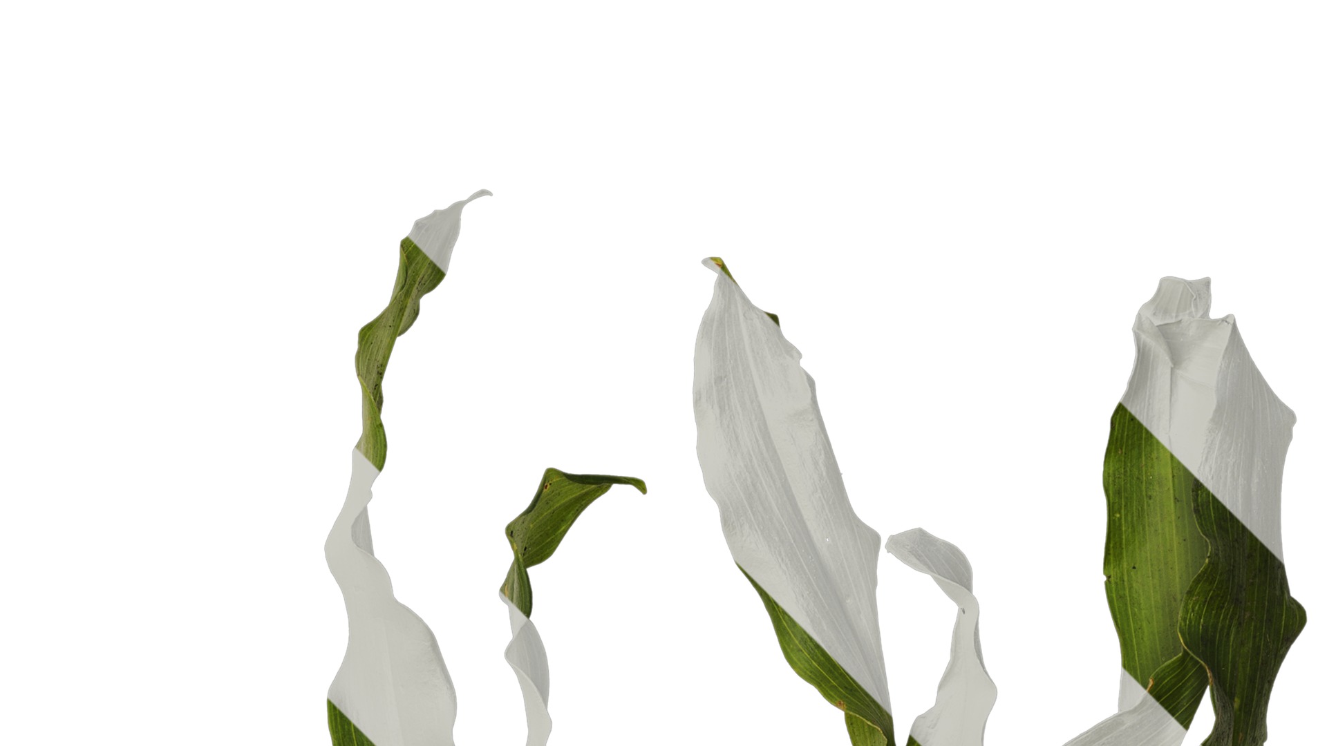 Anydrafts Rohdea japonica Atlas 01 Texture_2