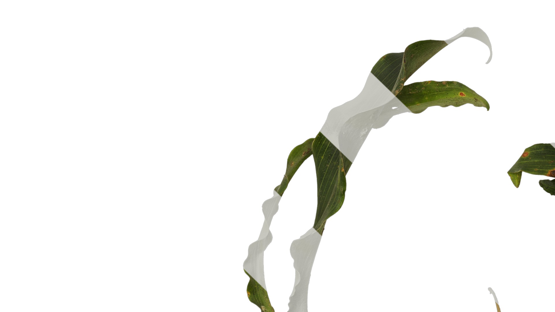 Anydrafts Rohdea japonica Atlas 01 Texture_3